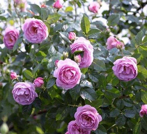  少见|最浪漫的月季，花色少见，花量巨大，多季节重复开花，非常受欢迎