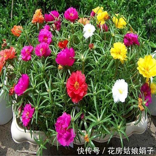 需要怎么做,太阳花才能持续爆盆,一个“掐”字解决您的疑问