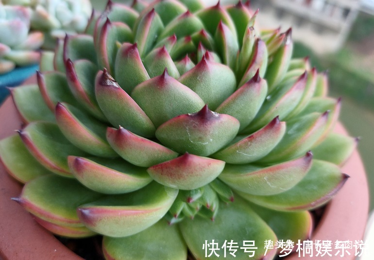 黑腐|养多肉7年,我的多肉夏天基本不会出现黑腐,来看看是怎么做到的