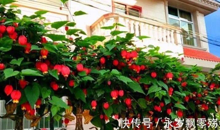 4种花像“小灯笼”,挂在枝头很喜庆,它们很好养!而且花期长