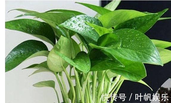 植物|君子兰养了3年都不开花浇水时候兑点“它”，年年开花爆盆