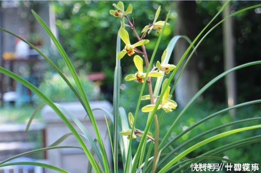 这花公认难养,冬天室内要注意,放外面冻20天,开花多又香