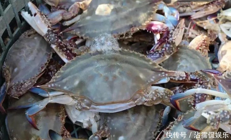  海蟹|开海后常见的海蟹种类有哪些哪种螃蟹最好吃