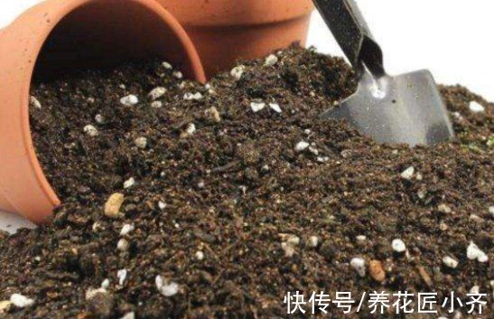 什么专用土、通用土，都不如自己“调配”，适合环境的才是最好的