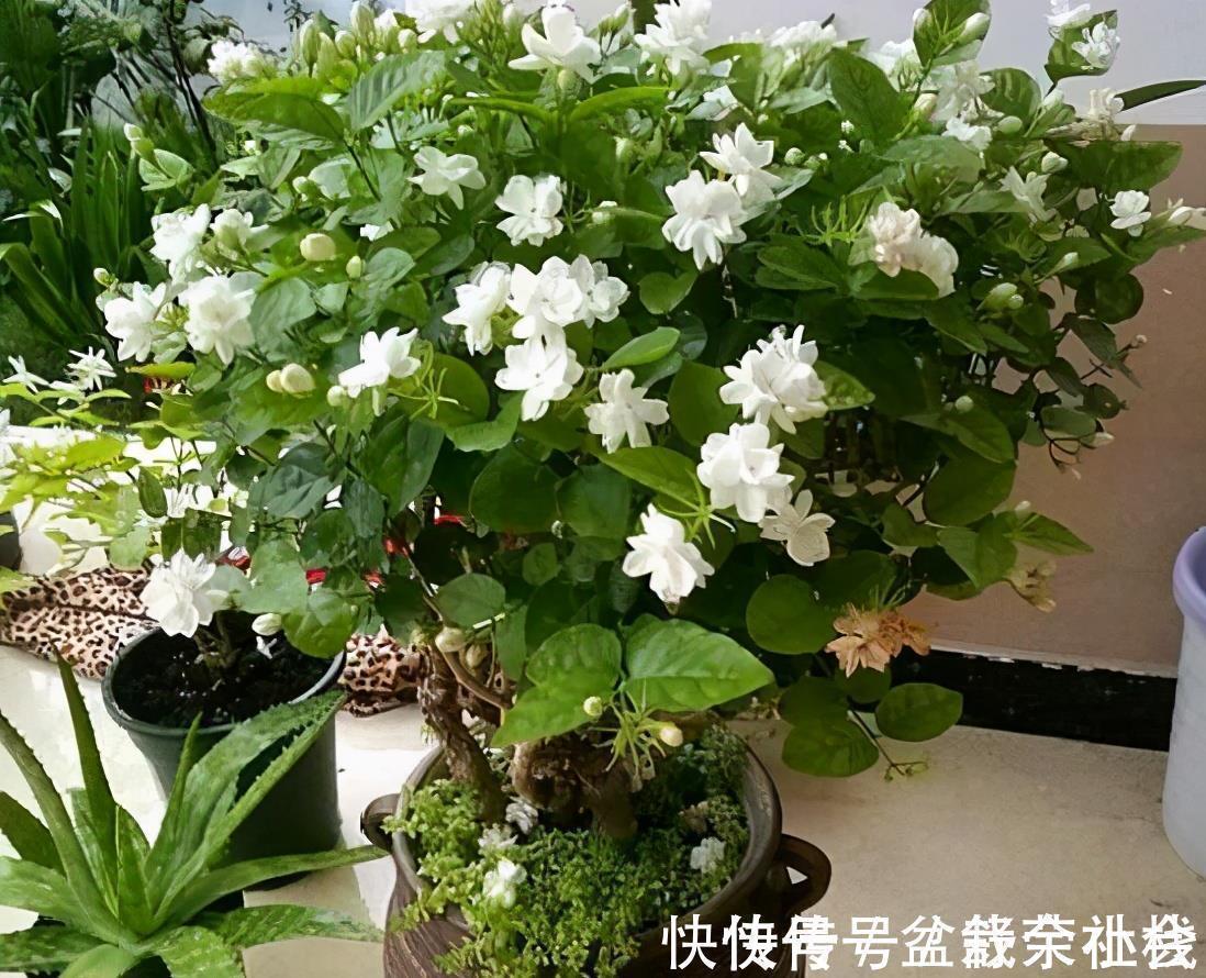 花量|9种漂亮花，热不死晒不怕，开花大半年，没有病虫害，38度成花海