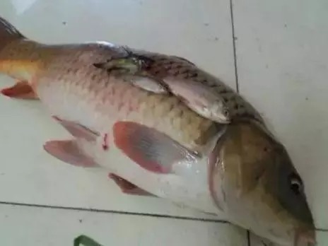 雾化|自制鲤鱼饵料简单天然,钓大鱼一绝,配方公开!