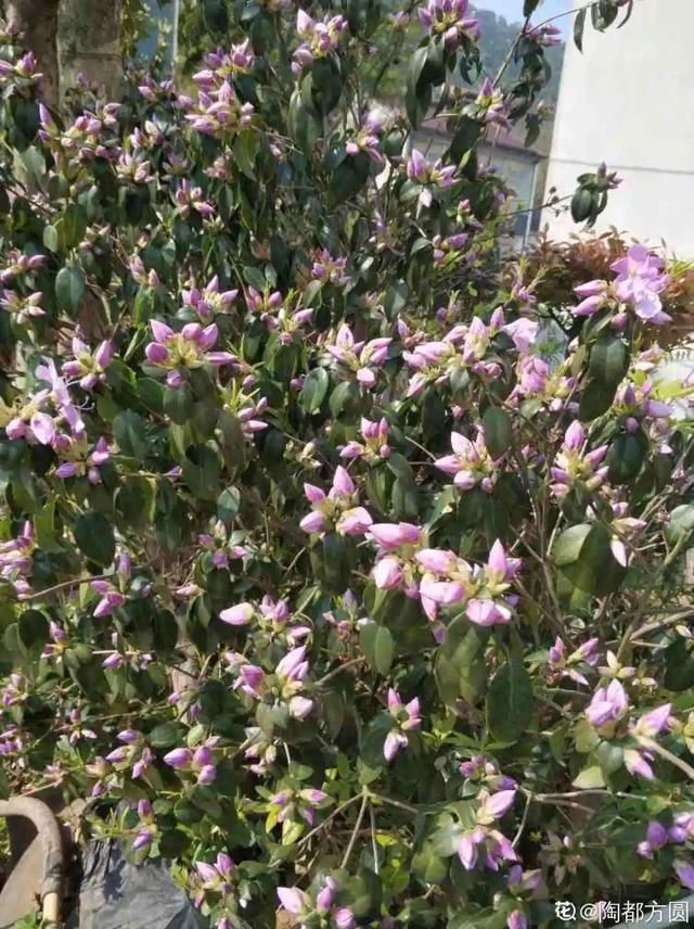 夏天养花，这个地方千万别摆，否则3天死翘翘