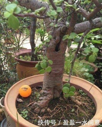 叶子绿|养“马齿苋树”,用点“它”,叶绿如玉,枝粗壮,1年就能成老桩!