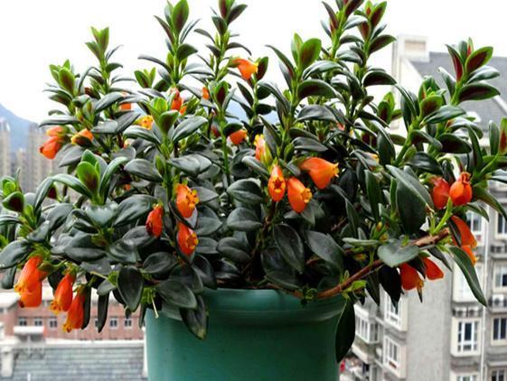 花土|入冬后，怎么养好金鱼花注意前4点就能叶片油绿、花开满盆