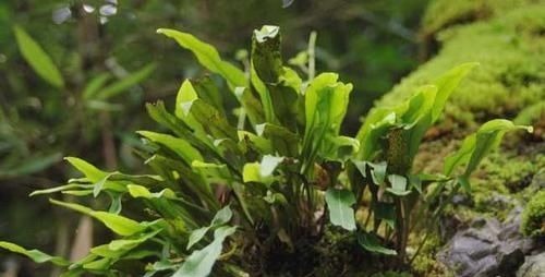 根茎|人称“金汤匙”，根茎横着走，民间用处大，遇到别拔掉