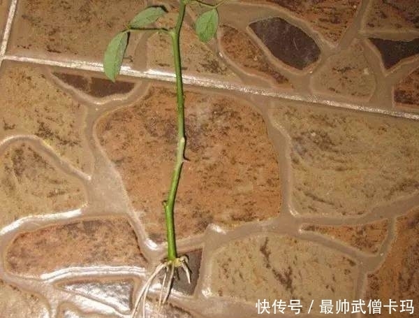 生根|花店买来的玫瑰花,这样扦插,100%生根!来年就能生一大盆