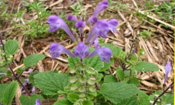 农村|农村平淡无奇的草,曾救过韩信的命,被称为“药王千金”