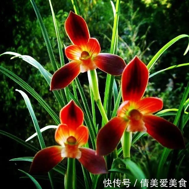 这种植物堪称“国兰第一红”，红艳而不俗，新手也能养好