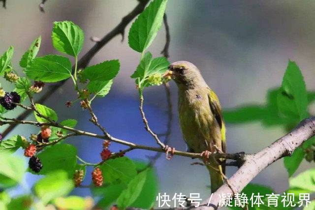 大院|想起童年老院里的大桑树，更难忘那个一起爬树摘桑葚的女孩