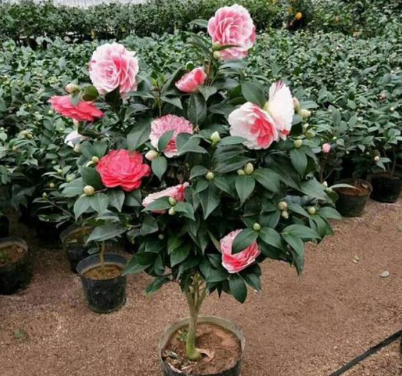 秋冬茶花有“3怕”，掌握不当难开花，避开了花大色艳，开满枝头