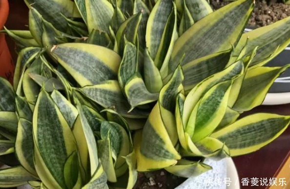 通透性|老妈在盆里埋点料,虎皮兰吃了一夜冒10个芽,花盆都炸了!