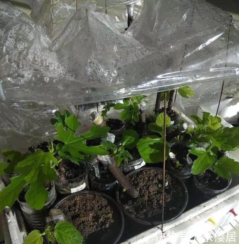 高压|扦插无花果,2种“技巧”,15天生根成活,果实累累,甜又糯