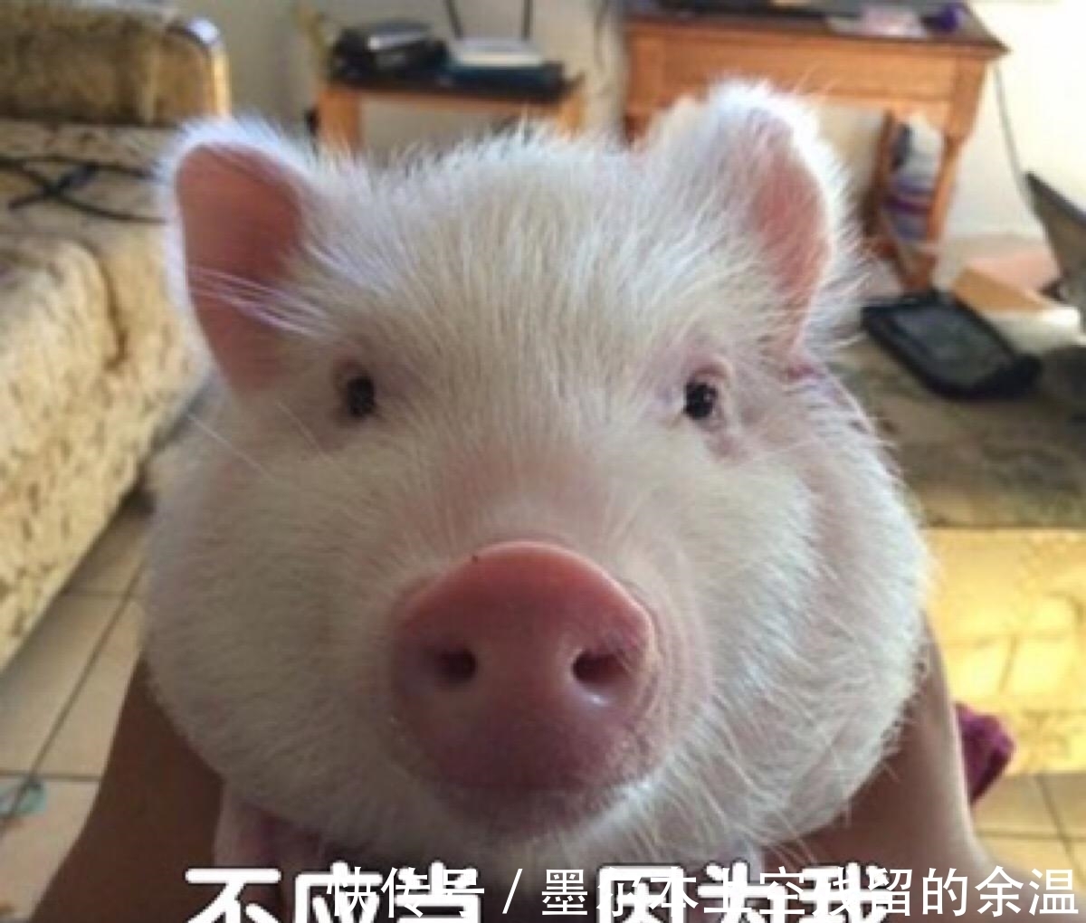 猪脸|怎么知道一只猪快不快乐?“猪脸识别”了解一下