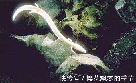 孔甲&揭开龙的神秘面纱!古代曾有养龙人,仅作为坐骑,满身腥臭味