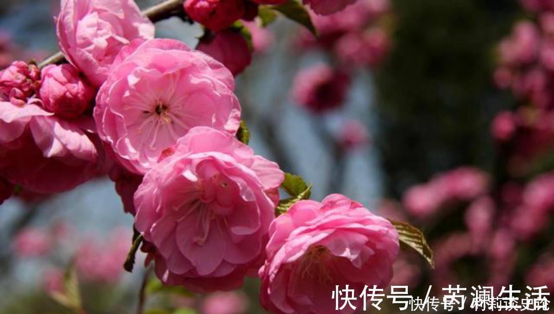 花院&元稹一首很特别的诗，写得生动有趣，读来让人有一种身临其境之感