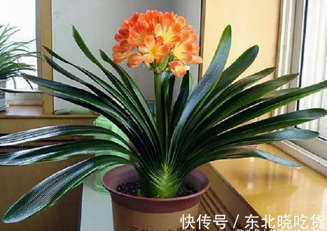 叶片|养君子兰时,当叶片出现这9种异状,能快速找出病因,及时解决