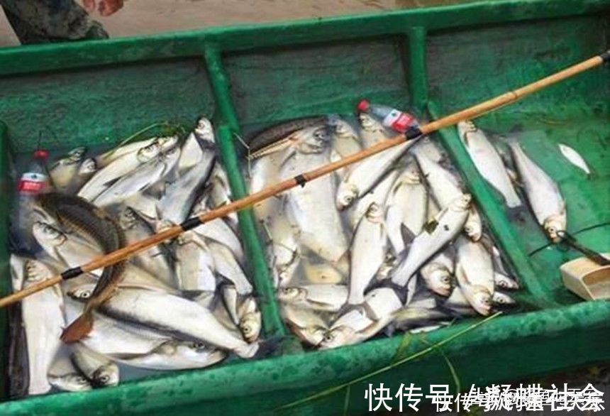 电商|电鱼设备泛滥，淘宝拼多多被“点名”！生态保护不容再等待