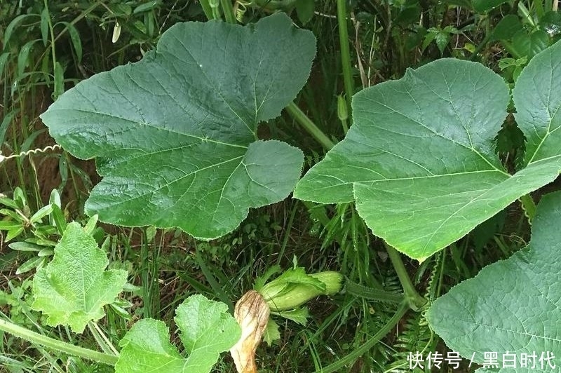 农村|农村这几种不常见的野菜，识得是宝，不识的都当草了