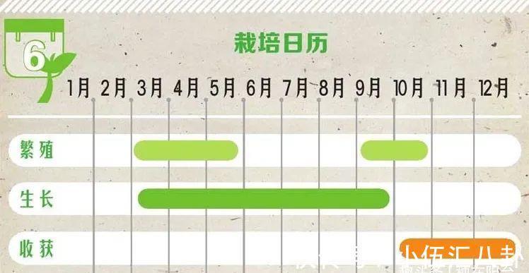植株|盆栽“法宝”:收获前是“驱虫剂”,收获后可香料、可茶饮!
