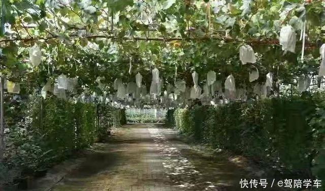 院子里不想养花,栽种几株此果树,果子比花儿漂亮,好养易活!