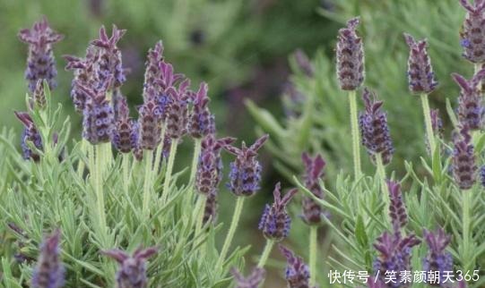 花花草草|失眠的花友养花当选此3款,对健康有益,养护还贼简单省心