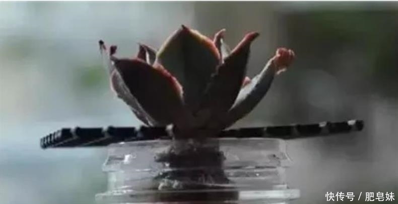 水培多肉|多肉还可水培?多肉土培转水培,快速生根方法全在这儿~