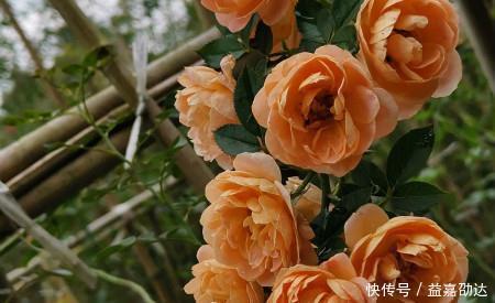 种植|新手初养月季必备清单,了解掌握,种植月季事半功倍!