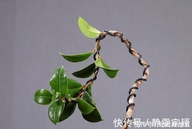 欣赏日本大师盆景作品,精心培育的造型,非常具有艺术气息