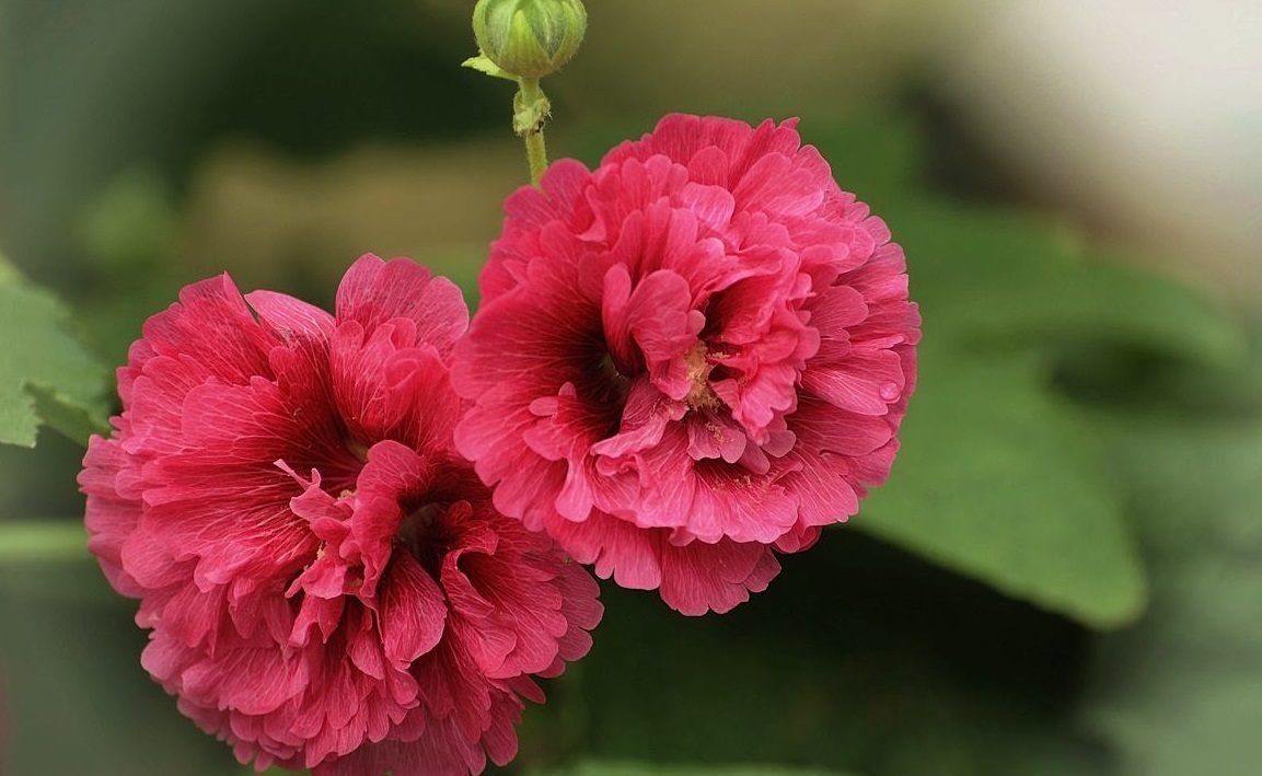 植物|此花才是真正的“长寿花”,1粒种子埋土里,一活就是50年