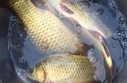 低温季节钓鲫鱼不能少的心得,大板鲫一波又波的在窝子转!