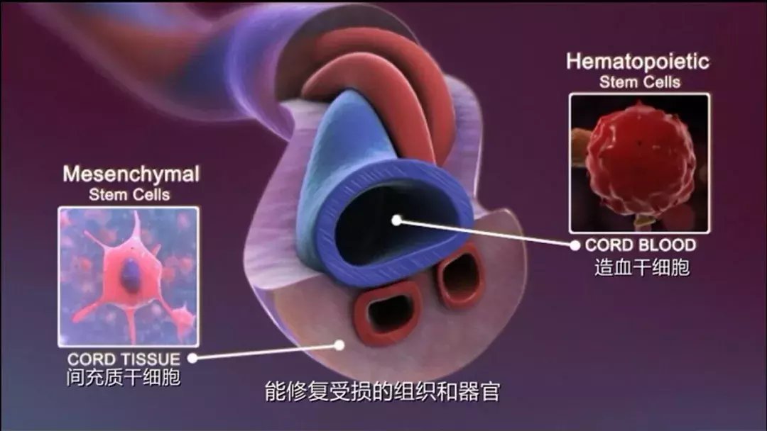 造血干细胞移植|父母年龄太大，没有兄弟姐妹…身患白血病的他，该如何获得造血干细胞？