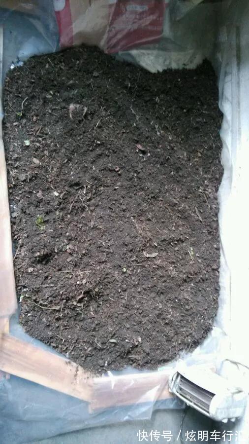 君子兰|3种“碎渣渣”,是养花的好材料,掺土里花儿蹭蹭长,开爆盆!