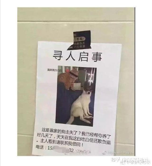 |开心一笑，爆笑图片段子：快睡觉！大晚上我上哪儿给你找公猫去