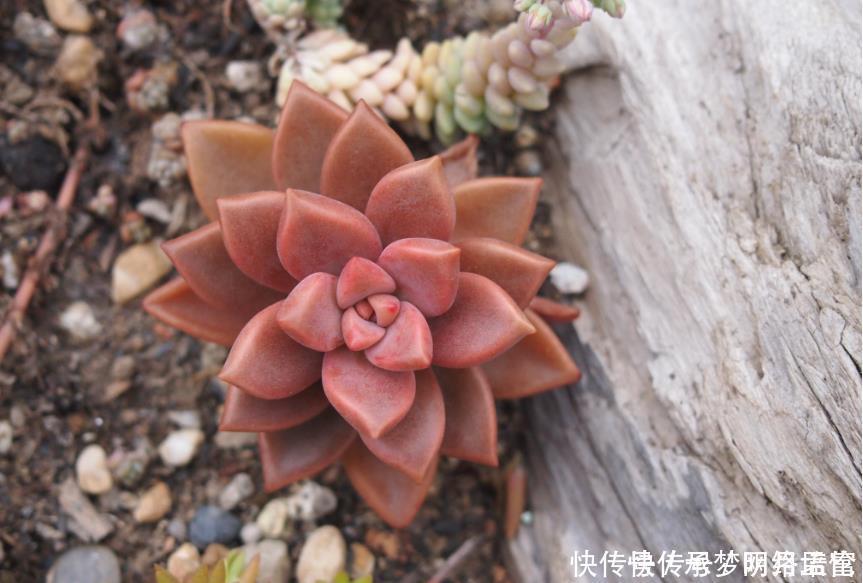 阳台上|生命力很顽强的三种多肉,新手花友必备花卉,不用多管简单爆盆