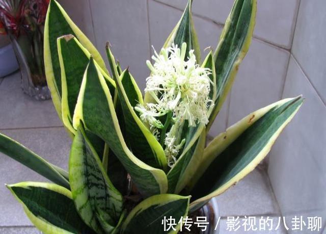 农历十一月大雪过后,养什么花?家里养3种花,幸福相随不离不弃