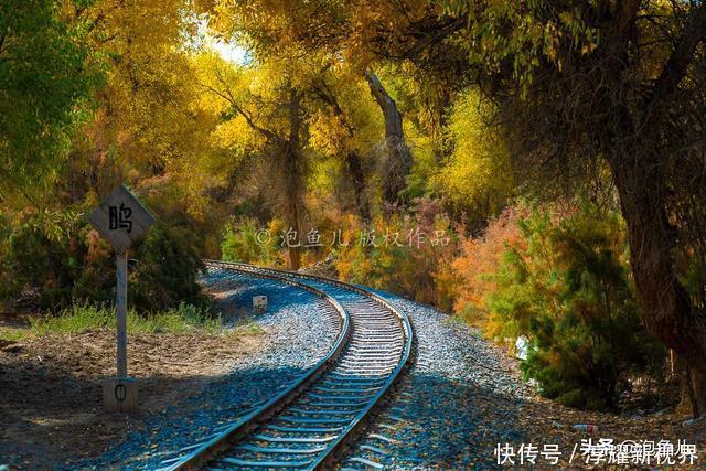 烟花|藏不住了!新疆发现全球最大沙漠胡杨林,比额济纳还美,游客很少