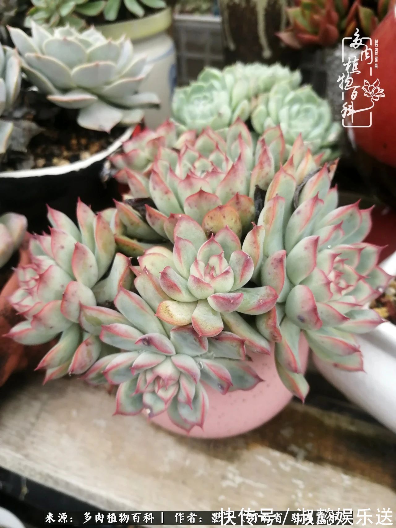 漂亮|被风雨洗礼的多肉越来越漂亮了,忍不住又往坑里跳!