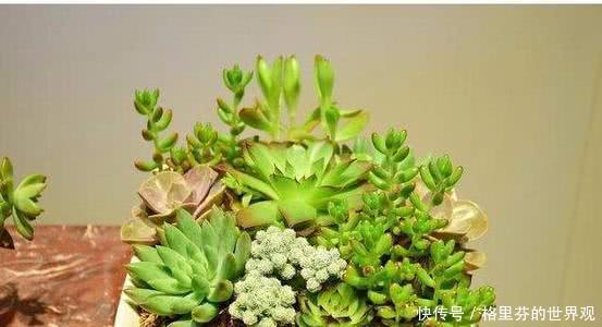 养花小技巧5个实用的养花技巧,简单有效,新手也能变老手