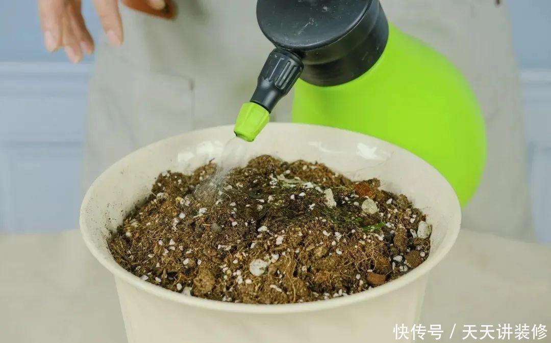 落新妇耐寒又耐阴,颜值高,气质佳,今年最流行!