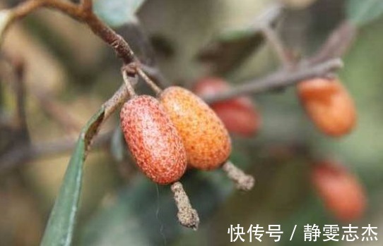 农村特有的这4种“野果”，你还记得吗城里人想吃都得花钱买