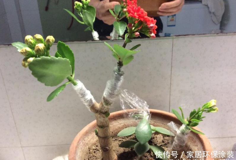 用多肉唐印嫁接长寿花能成活吗？理论上能活，因为它们同科同属