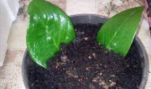 家里养4种花,只用叶子就能插活,方法也简单