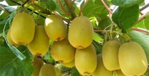 黑番茄|45岁后,血管要勤“洗澡”,3种食物频繁吃,专门清血管垃圾