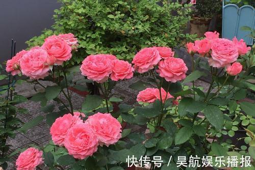 想要月季花开出“繁花”景象，这几件事要做好，5分钟学会！