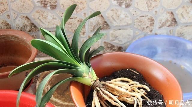 君子兰怎么换盆做好这几点,你就明白了,服盆效果好能开花